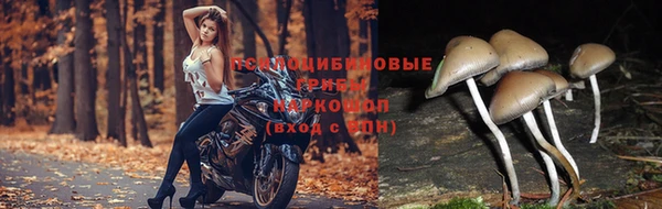 apvp Арсеньев